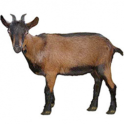 Mini Oberhasli Goat
